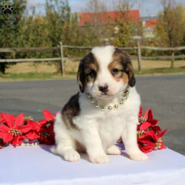 Kensington, Mini Bernedoodle Puppy